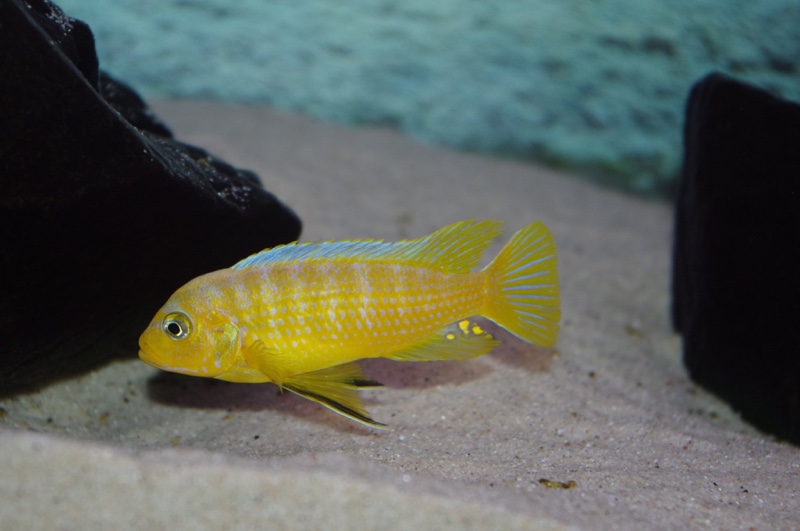 Maylandia sp. 'kingsizei lupingu' Lupingu